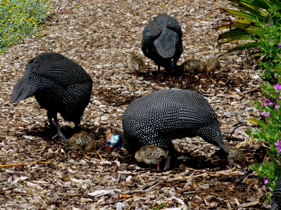 Helmeted guineafowl with chicks foraging in Kirstenbosch Botanical Garden, Cape Town, South Africa