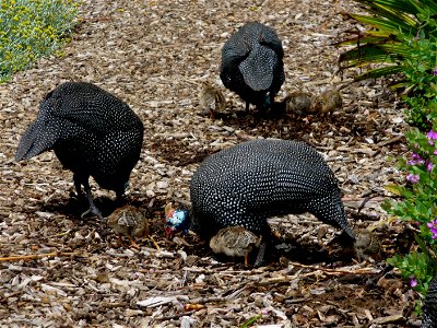 Helmeted guineafowl with chicks foraging in Kirstenbosch Botanical Garden, Cape Town, South Africa photo