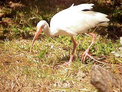 Ibis blanc (Eudocimus albus) en Floride. Photo personnelle. photo