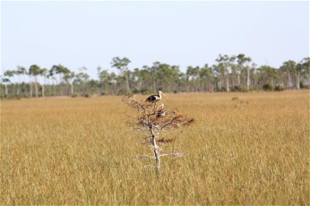 Juvenile Ibis photo
