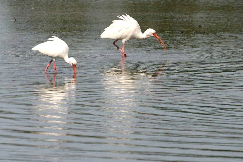 White Ibis (5), NPSPhoto, R. Cammauf