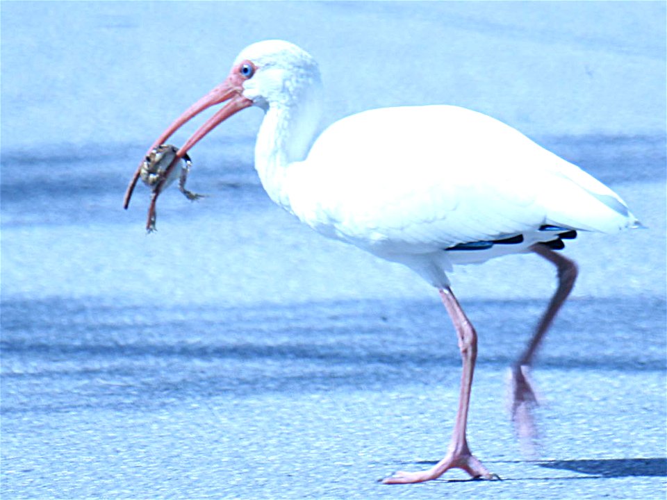 American ibis captures a toad.