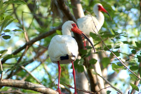 White Ibis in tree, NPSphotos.jpg