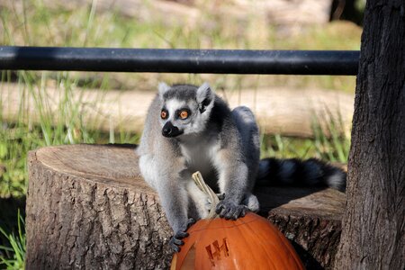 Animal world animal zoo photo