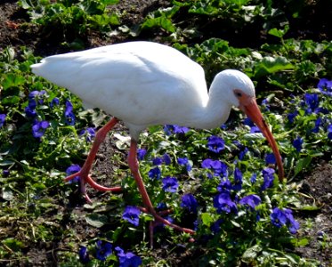A White Ibis Eudocimus albus taken in Orlando, Florida