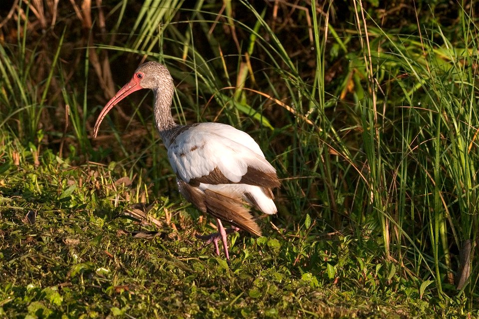 White Ibis - Immature, NPSPhoto, R. Cammauf