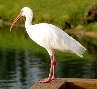 American White Ibis, adult, Margate, Florida. photo