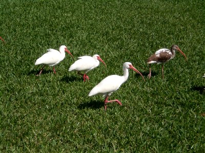 Ibises along the New River in Fort Lauderdale, FL photo