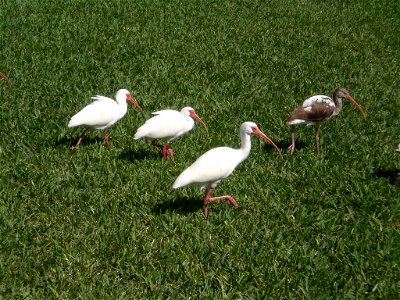 Ibises along the New River in Fort Lauderdale, FL