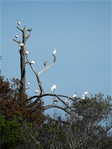 White ibis (mature and immature) and egrets rest in a tree off of Swan's Cove Trail at Chincoteague National Wildlife Refuge. Credit: Emma Kerr/USFWS photo