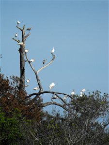 White ibis (mature and immature) and egrets rest in a tree off of Swan's Cove Trail at Chincoteague National Wildlife Refuge.


Credit: Emma Kerr/USFWS