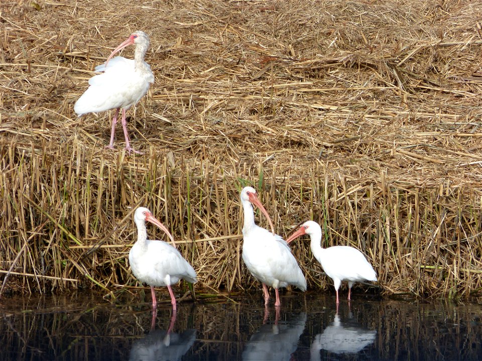 White ibis at Mattamuskeet National Wildlife Refuge in North Carolina. Credit: Allie Stewart, USFWS.

www.fws.gov/mattamuskeet/
