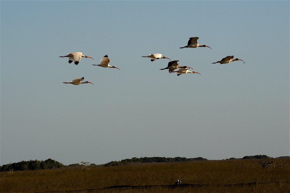 White Ibis (1), NPSPhoto, R. Cammauf