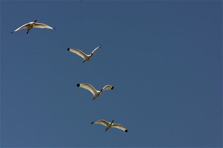 White Ibis (2), NPSPhoto, R. Cammauf photo