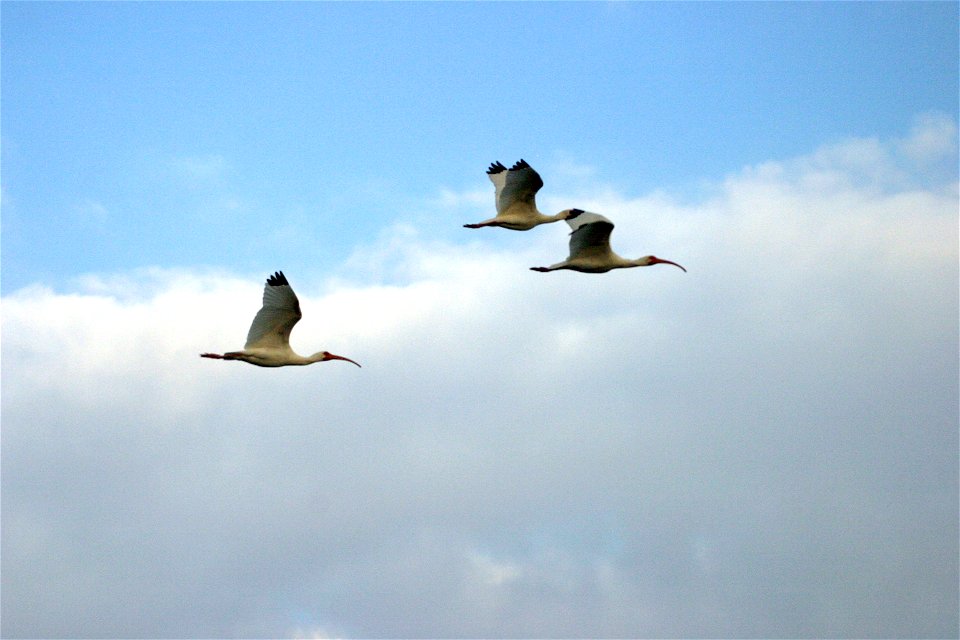 White Ibis (3), NPSPhoto, R. Cammauf