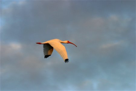 White Ibis (4), NPSPhoto, R. Cammauf photo