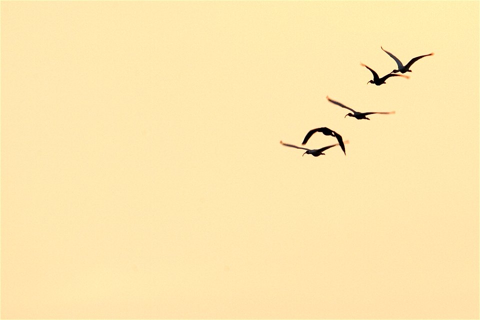 White Ibis (6), NPSPhoto, R. Cammauf