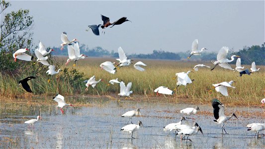 Glossy and White Ibis, NPSphotos.jpg