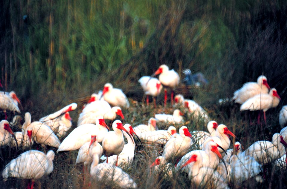 North Inlet - Winyah Bay National Estuarine Research Reserve. White ibis nest by the thousands on a tiny island in Winyah Bay. Their bills turn a beautiful bright red during the breeding season. Vicin