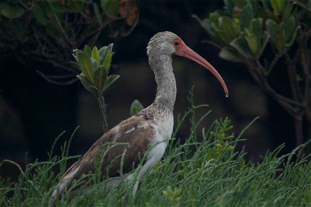 White Ibis photo