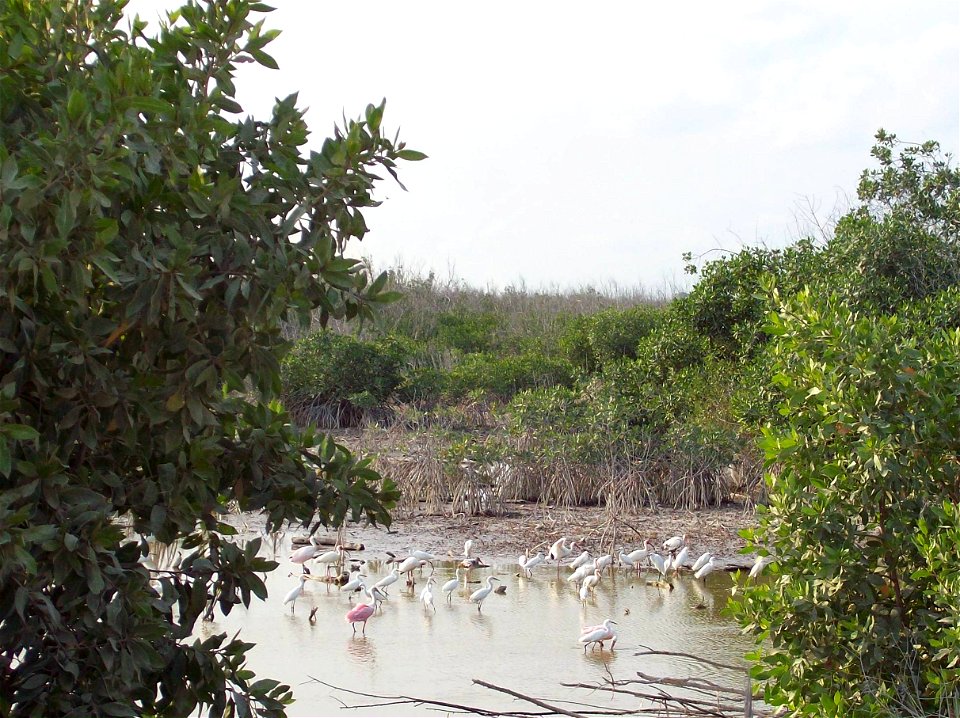 Aves en manglar de Puerto Morelos