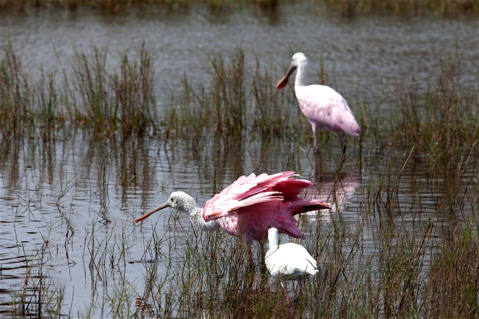 Two juvenile roseate spoonbills are joined by a white ibis, foreground, as the trio wades in a shallow waterway at Merritt Island National Wildlife Refuge in Florida. NASA’s Kennedy Space Center share