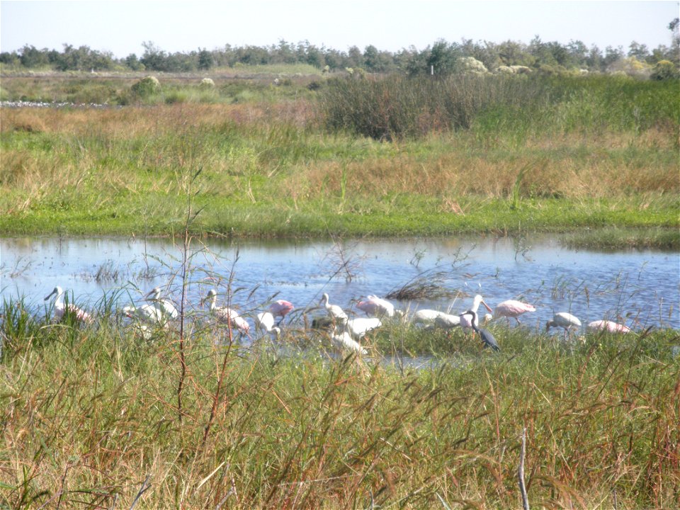 February 15, 2012- Bell City, Louisiana: the Roseate Spoonbill feeding along the levee. Photo by Corey Douglas www.fws.gov/swlarefugecomplex
