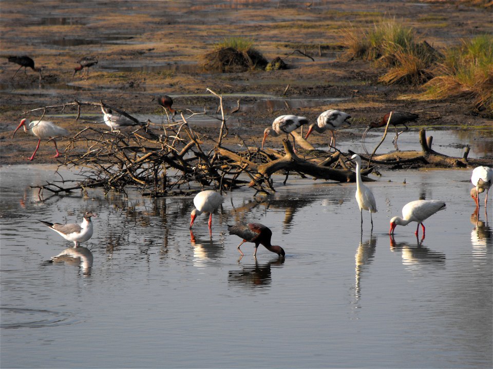 Glossy ibis, white ibis, laughing gulls, and a snowy egret feed in the pools off Swan's Cove Trail at Chincoteague National Wildlife Refuge.


Credit: Emma Kerr/USFWS