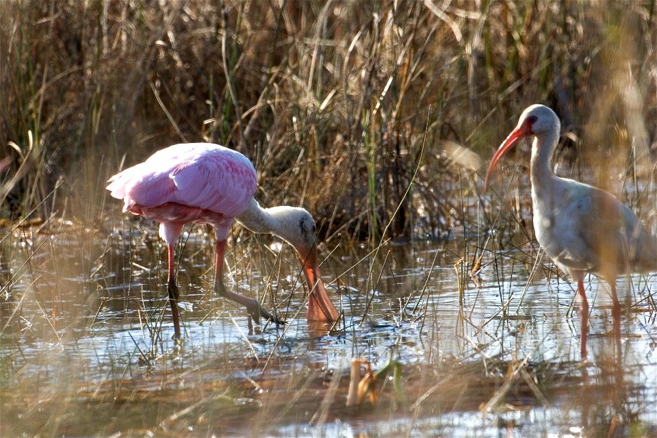 Roseate Spoonbill and Ibis, NPSPhoto, R. Cammauf