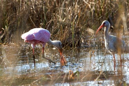 Roseate Spoonbill and Ibis, NPSPhoto, R. Cammauf