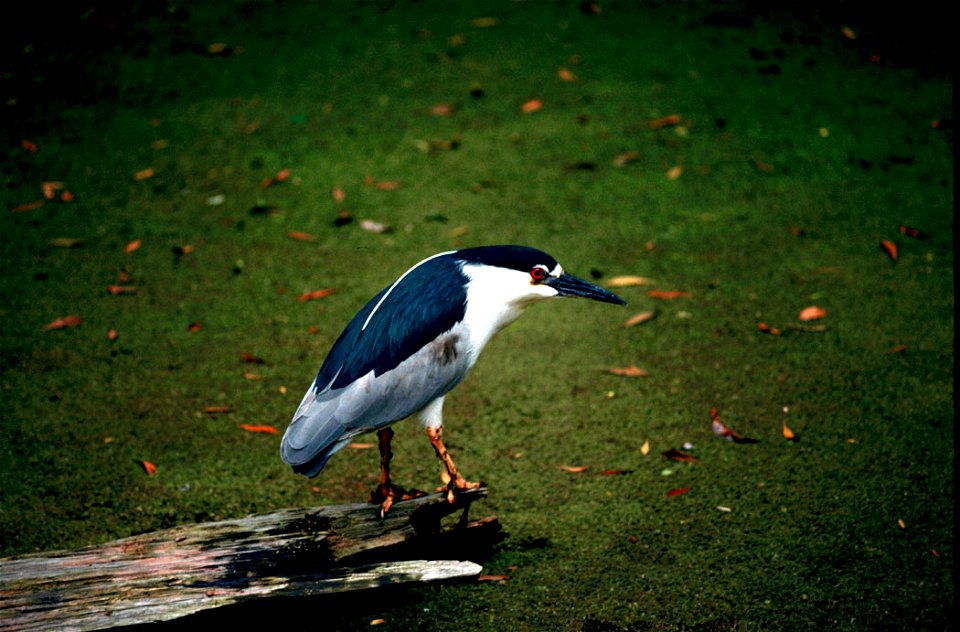 The black-crowned night heron is just one of the species at Blackwater National Wildlife Refuge that could be affected by climate change and sea level rise. To learn more about the disappearing marshe