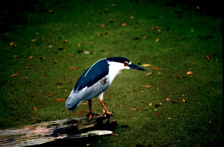 The black-crowned night heron is just one of the species at Blackwater National Wildlife Refuge that could be affected by climate change and sea level rise. To learn more about the disappearing marshe