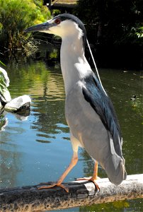 Wild Nycticorax nycticorax at the San Diego Wild Animal Park, Escondido, California, USA.