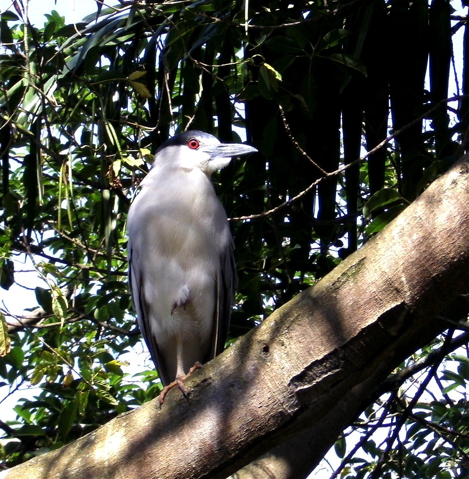 Nycticorax nycticorax, Jardim Zoológico de Goiânia