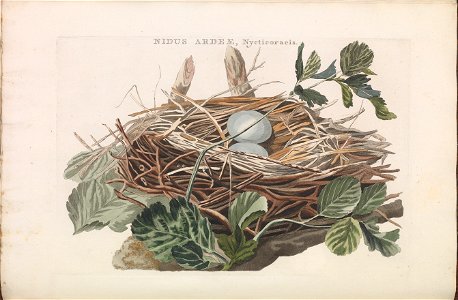 Black-crowned night heron (Nest and eggs) from Nederlandsche vogelen (Dutch birds) by Nozeman and Sepp (1770-1829)