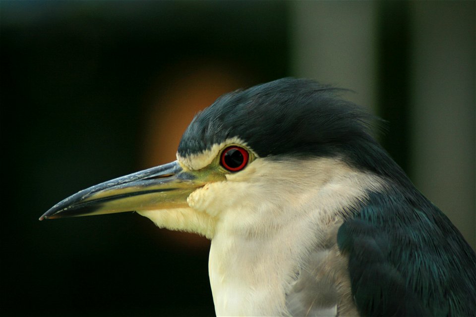 Night Heron in Japan photo