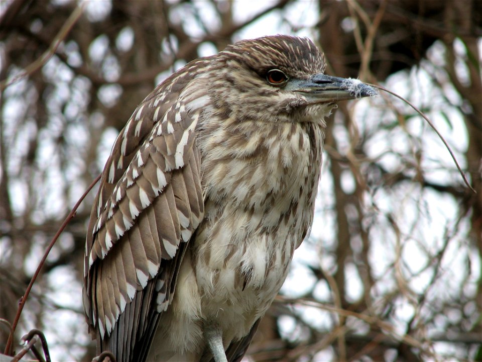 Juvenile Black Crowned Night Heron