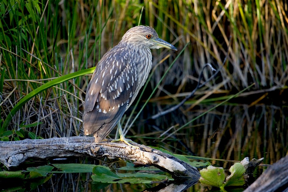 Black Crown Night - Immature, NPSPhoto, R. Cammauf