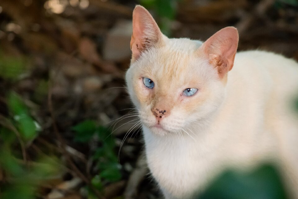 Beautiful portrait kitten