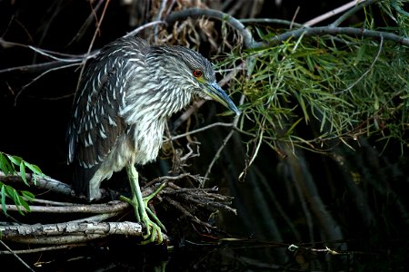 Juvenile Black-crowned Night Heron Nycticorax nycticorax hoactli at Tonaquint Nature Center, St. George, Utah From the My Public Lands Magazine, Spring 2015: A Birder's Paradise. Winters in Utah offer photo