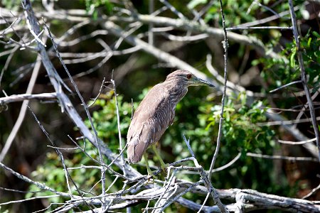 A juvenile black-crowned night heron perches on a branch over a waterway at NASA’s Kennedy Space Center in Florida. Kennedy shares a boundary with the Merritt Island National Wildlife Refuge. The Refu photo