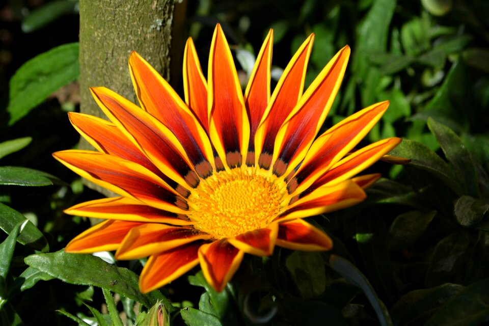 Orange yellow close up