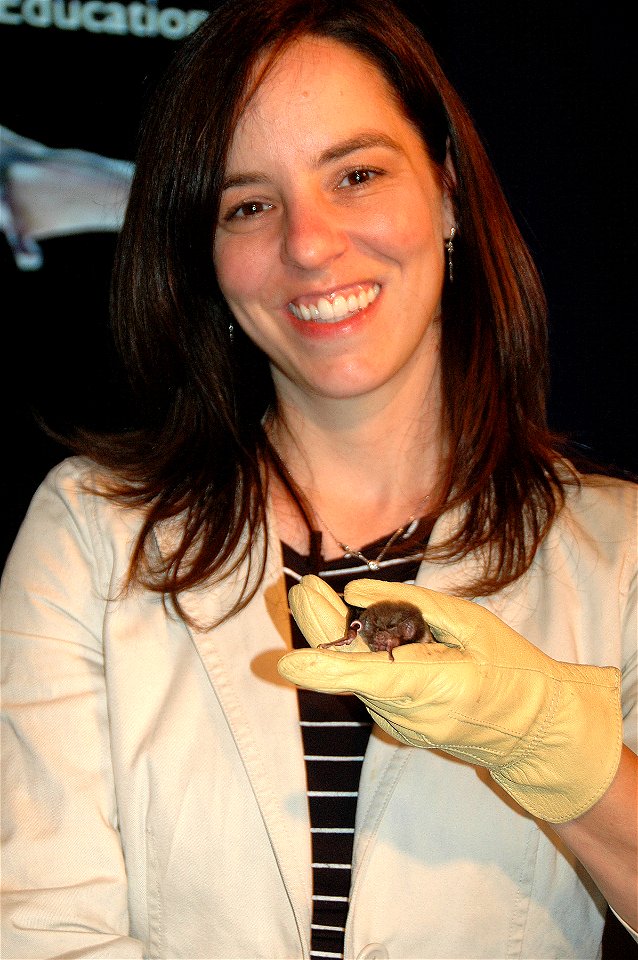 Ann Froschauer (USFWS) with a common vampire bat at the BatsLIVE! Distance Learning Adventure dress rehearsal
www.batconservation.org/drupal/common_vampire

photo credit: USFS/Sandy Frost