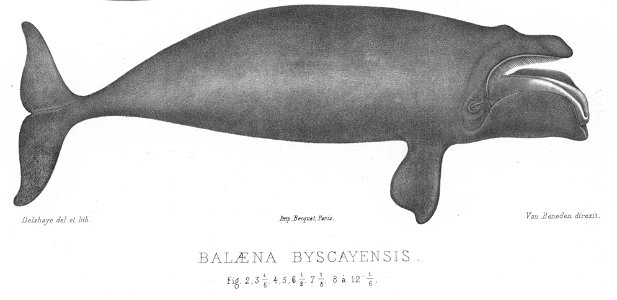 anatomy of Balaena biscayensis, specias later known as Eubalaena glacialis