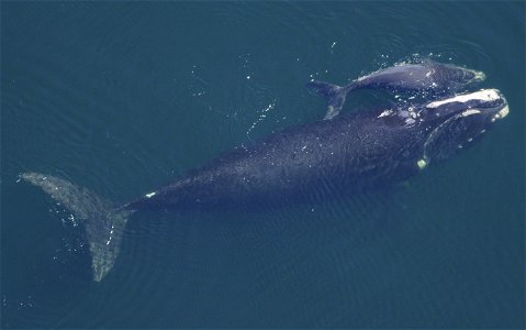 A right whale cow and calf