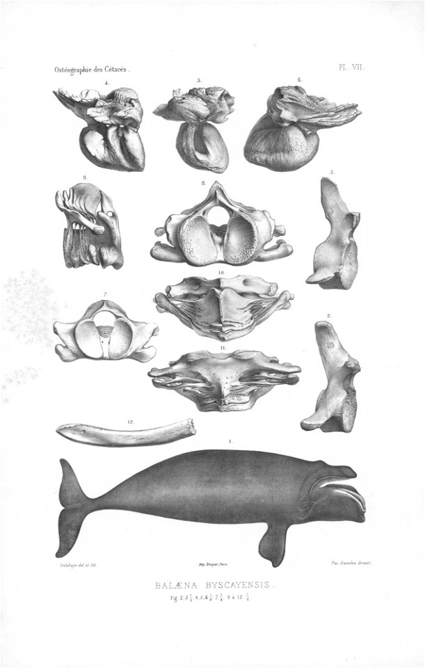 anatomy of Balaena biscayensis, specias later known as Eubalaena glacialis