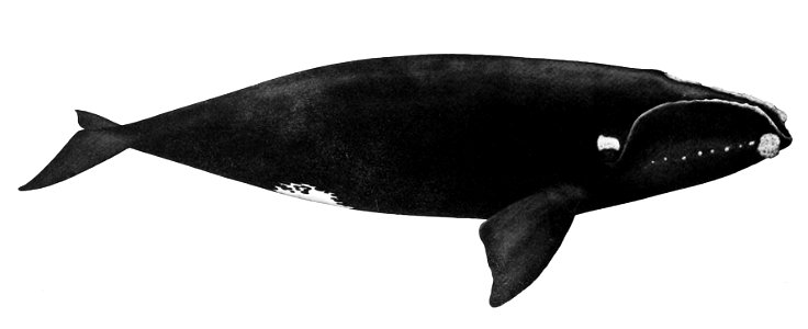 Eubalaena glacialis