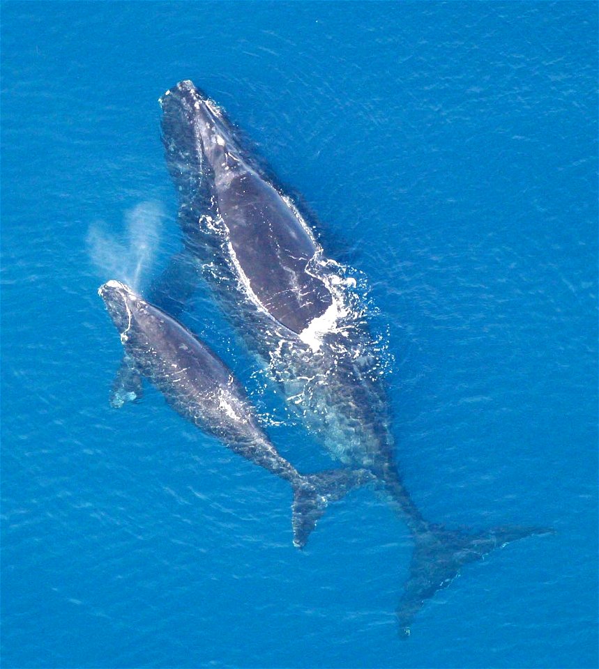 Eubalaena glacialis with calf