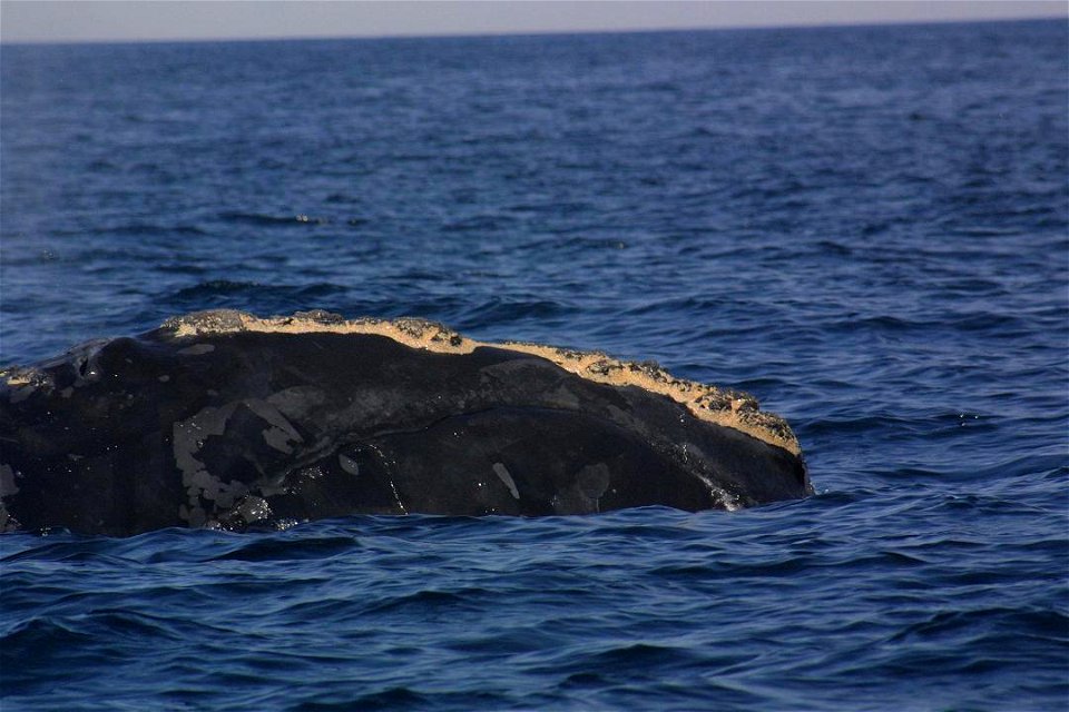 Eubalaena glacialis smiling