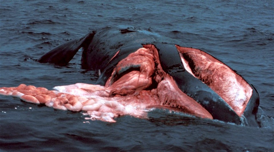 A dead North Atlantic Right Whale (Eubalaena glacialis). The animal has died after being hit by a boat propeller